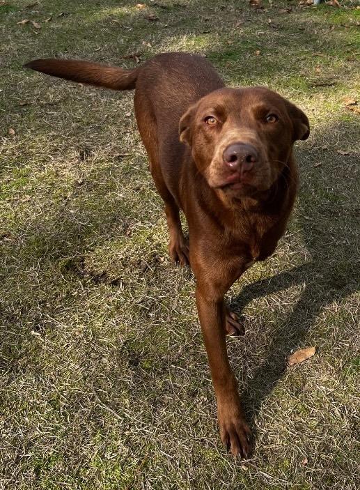 Enlarge Sable, a Adoptable mixed breed in Greenbelt, MD image 3/6