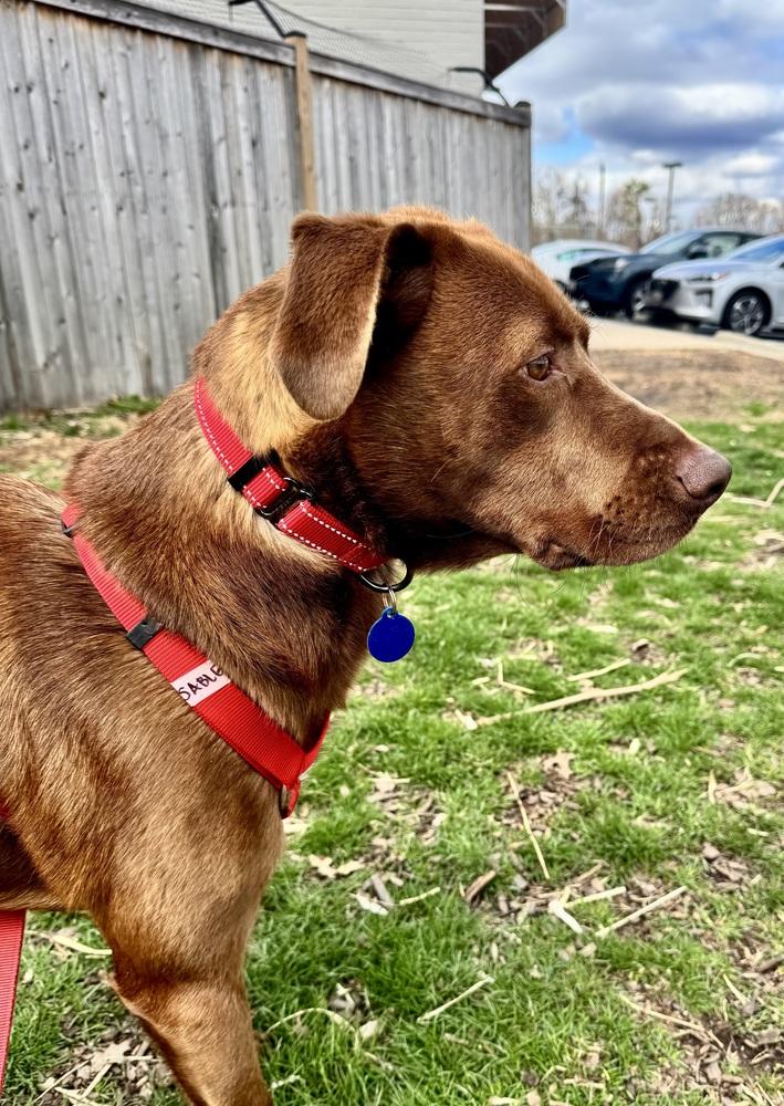 Enlarge Sable, a Adoptable mixed breed in Greenbelt, MD image 4/6