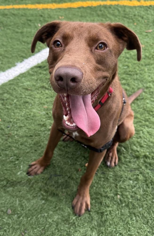 Sable, a Adoptable mixed breed in Greenbelt, MD image 3/5