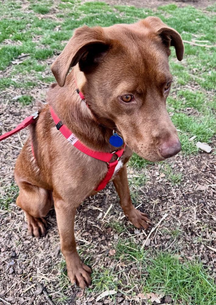 Enlarge Sable, a Adoptable mixed breed in Greenbelt, MD image 5/6