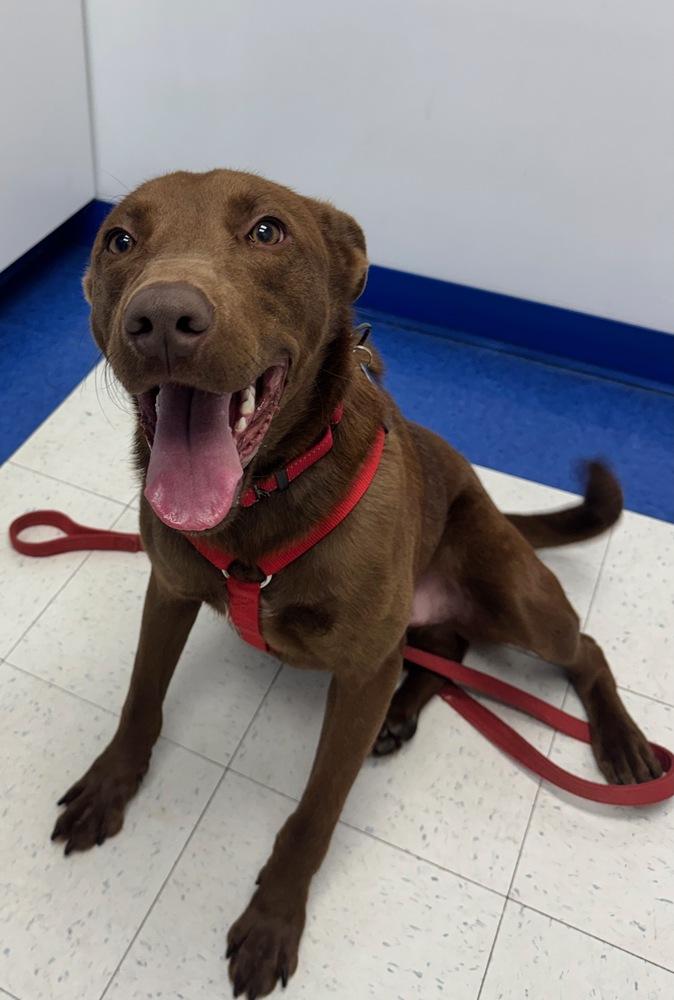 Enlarge Sable, a Adoptable mixed breed in Greenbelt, MD image 6/6
