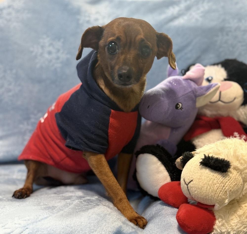 Enlarge Sully, a Adoptable mixed breed in Cedartown, GA image 1/1