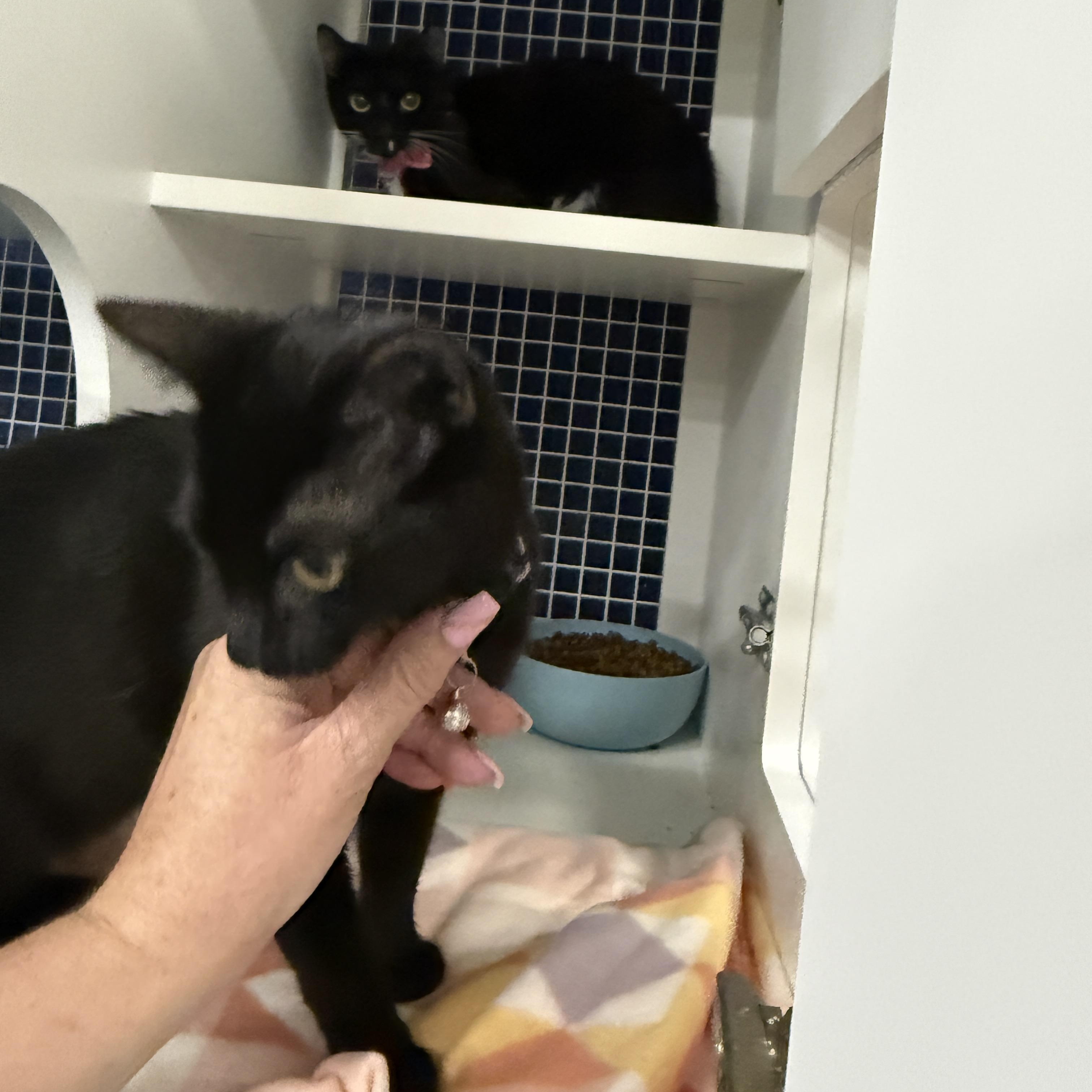 Enlarge Larry, a ADOPTABLE Domestic Short Hair in Oceanside, CA image 3/3