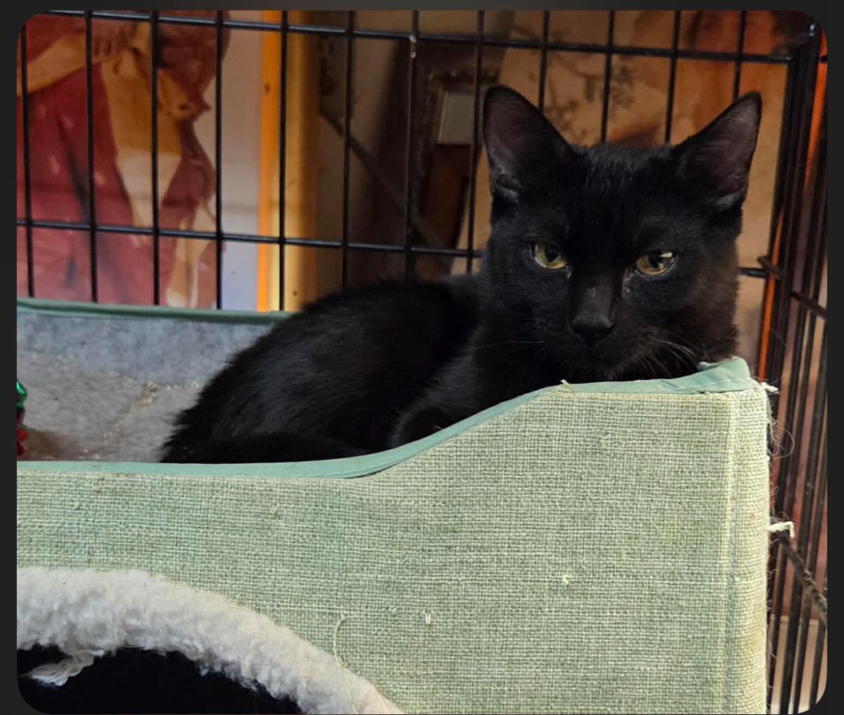 Larry, ADOPTABLE, Adult Male Domestic Short Hair.
