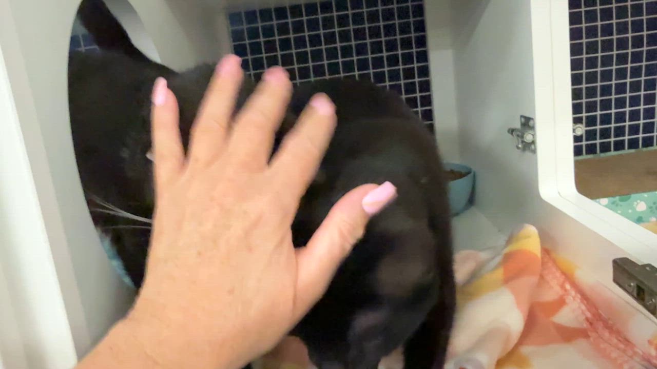 Enlarge Larry, a ADOPTABLE Domestic Short Hair in Oceanside, CA video 2/3
