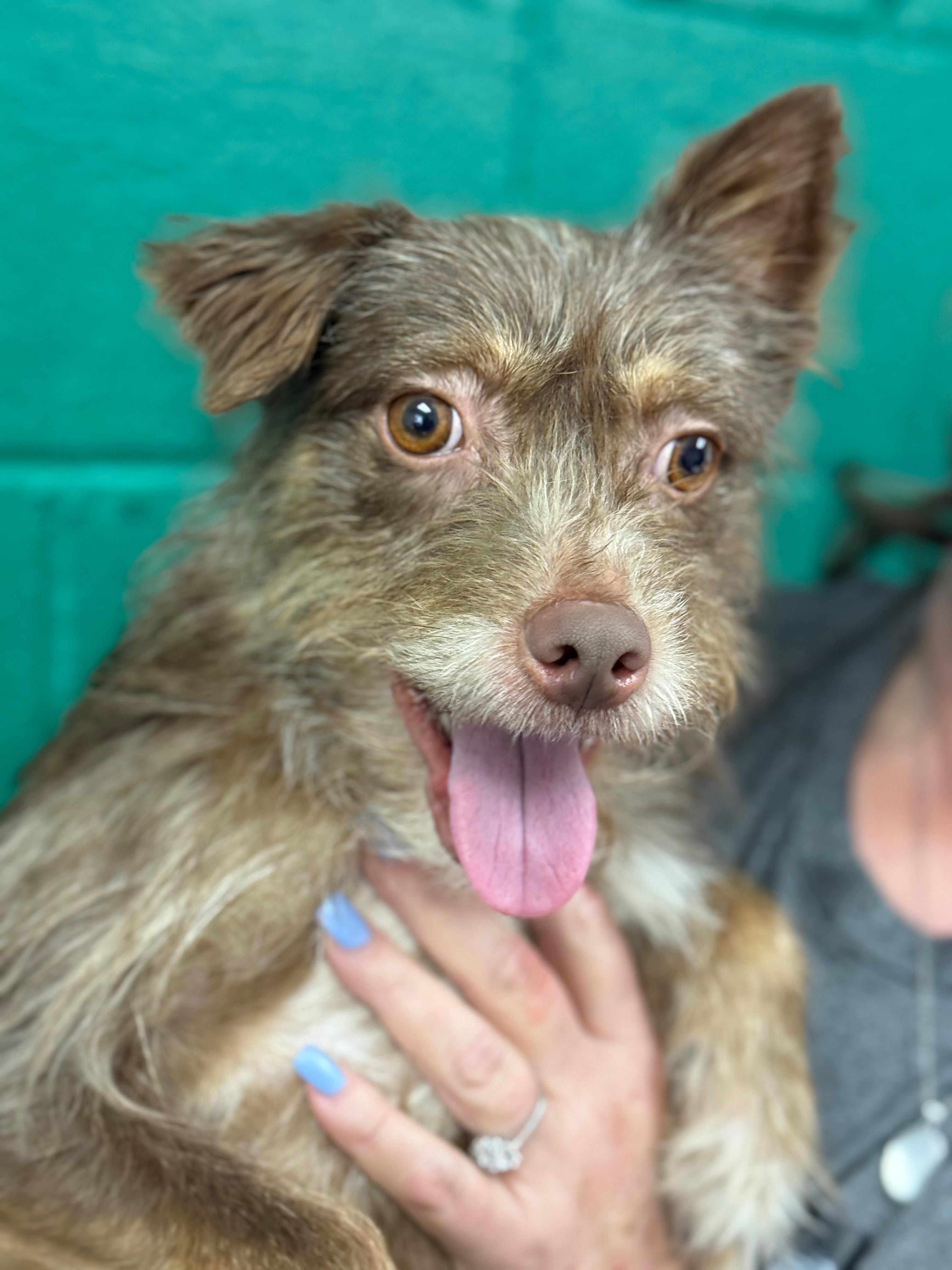 Teddy Eddy, ADOPTABLE, Young Male Terrier.