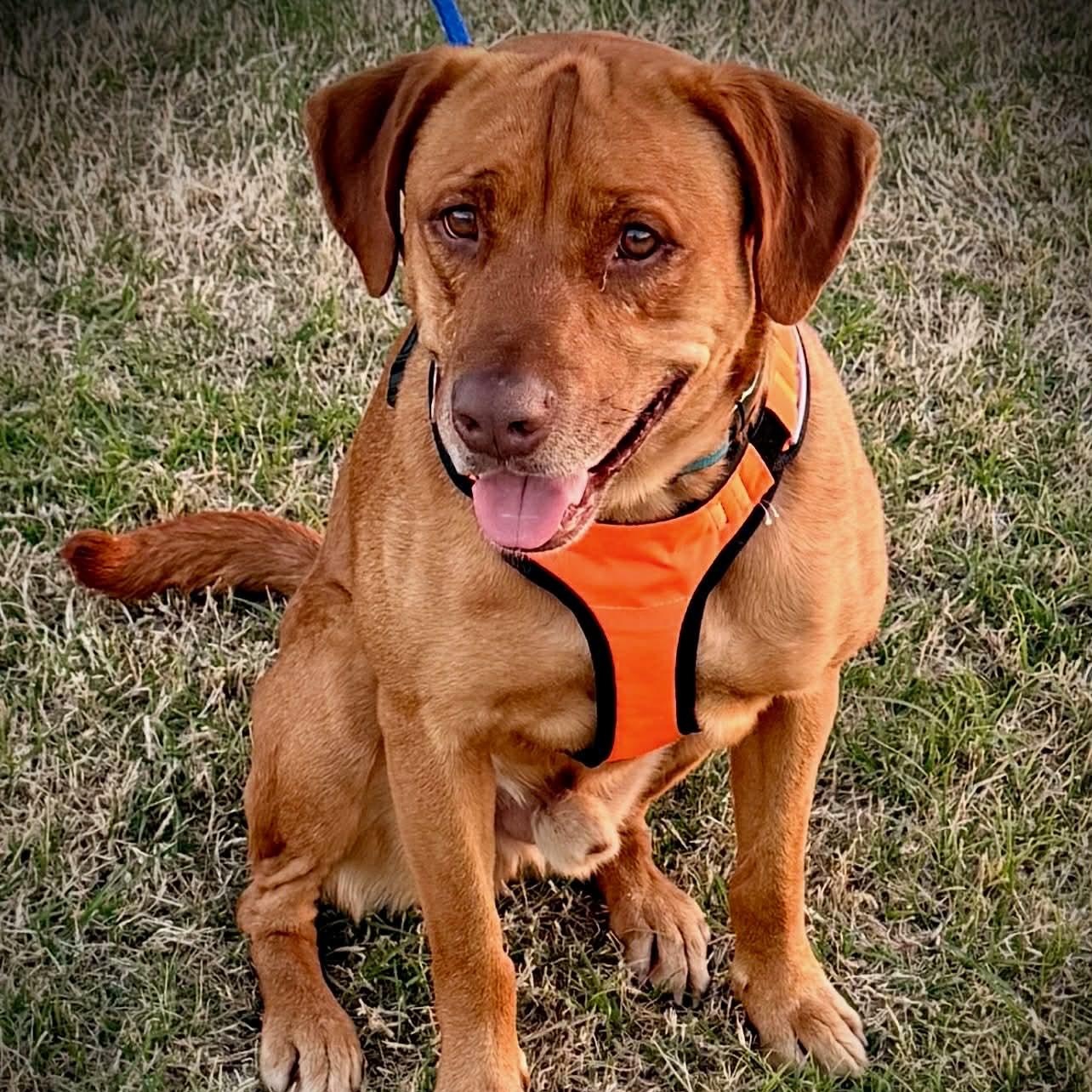 CARWASH BUDDY LIVES AT THE CARWASH, a Adoptable mixed breed in Frisco, TX image 3/6