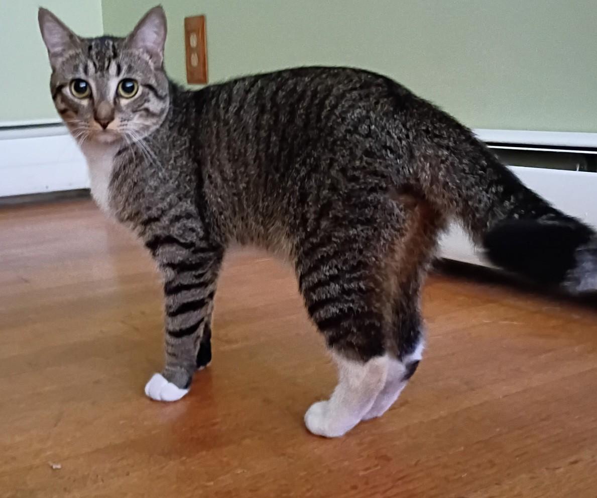 DeWalt, a Adoptable Domestic Short Hair in Mansfield Center, CT image 4/5