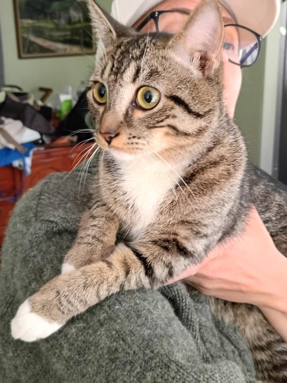 DeWalt, a Adoptable Domestic Short Hair in Mansfield Center, CT image 5/5