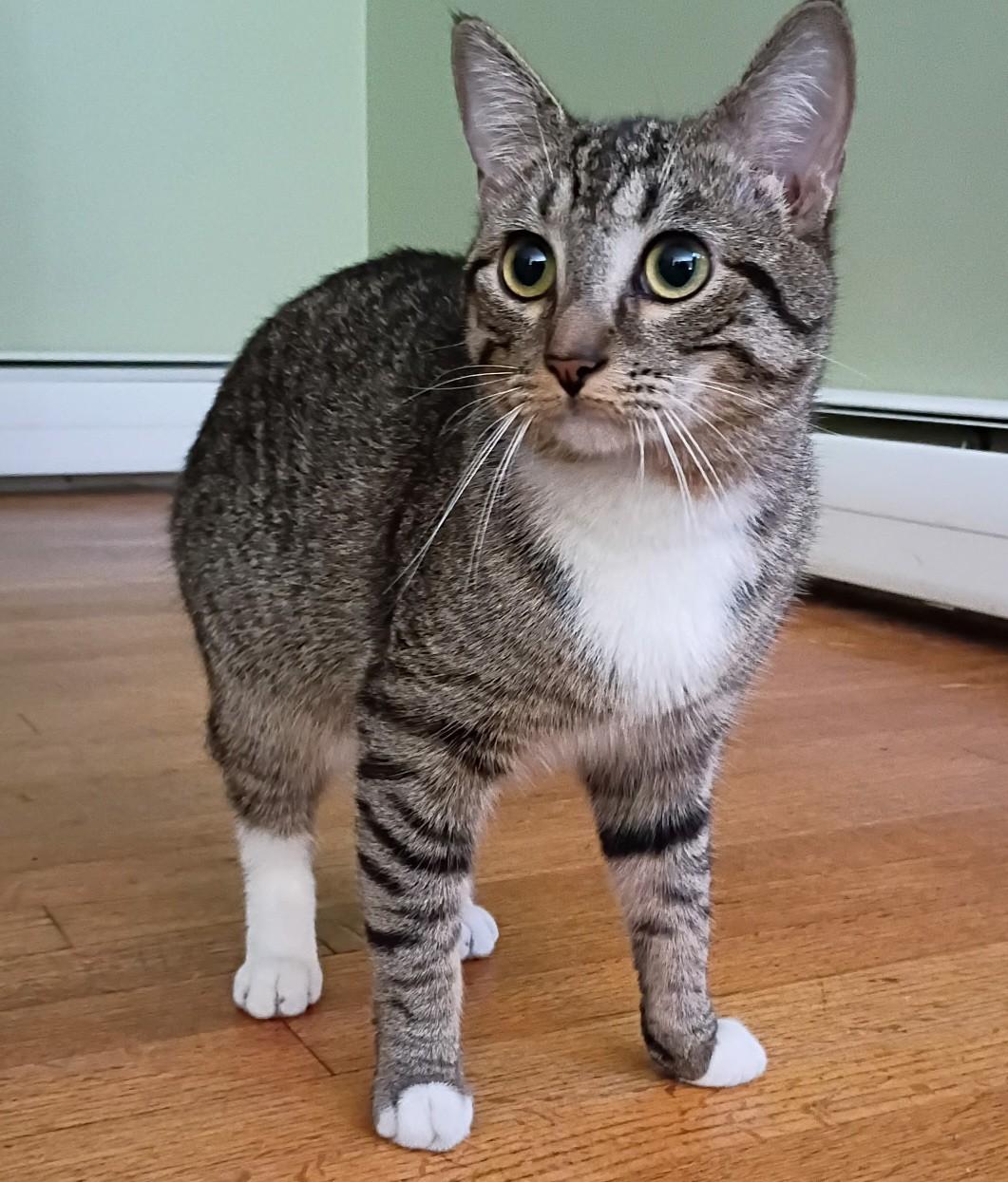 DeWalt, a Adoptable Domestic Short Hair in Mansfield Center, CT image 3/5