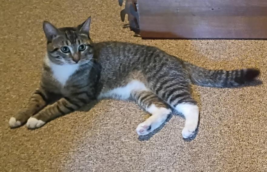 DeWalt, a Adoptable Domestic Short Hair in Mansfield Center, CT image 1/5