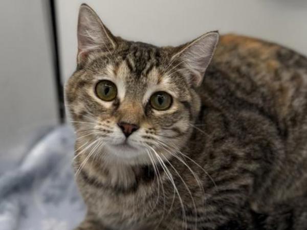 Waterlily, Adoptable, Young Female Domestic Short Hair.