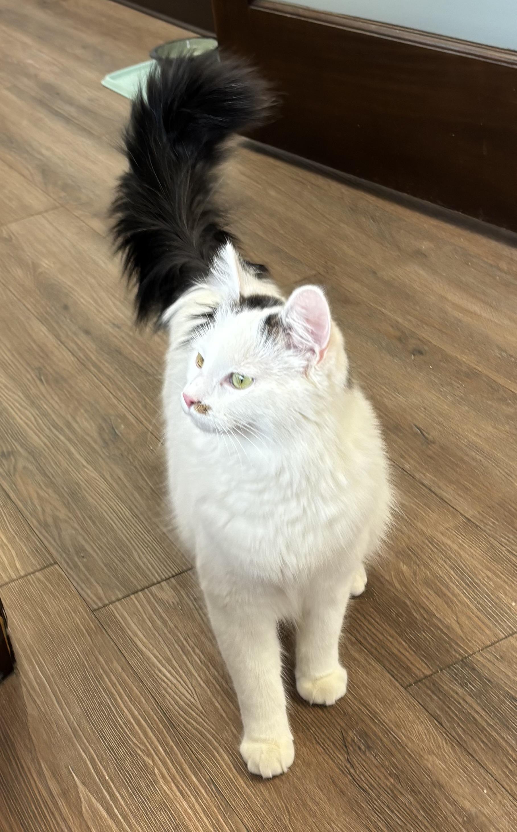 Cotton, ADOPTABLE, Young Male Domestic Medium Hair.