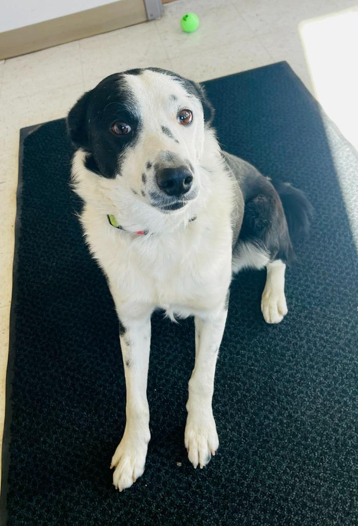 Enlarge Rex, a Adoptable Border Collie in Green River, WY image 2/6