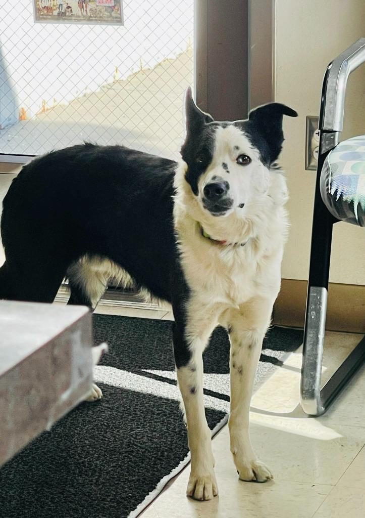 Enlarge Rex, a Adoptable Border Collie in Green River, WY image 3/6