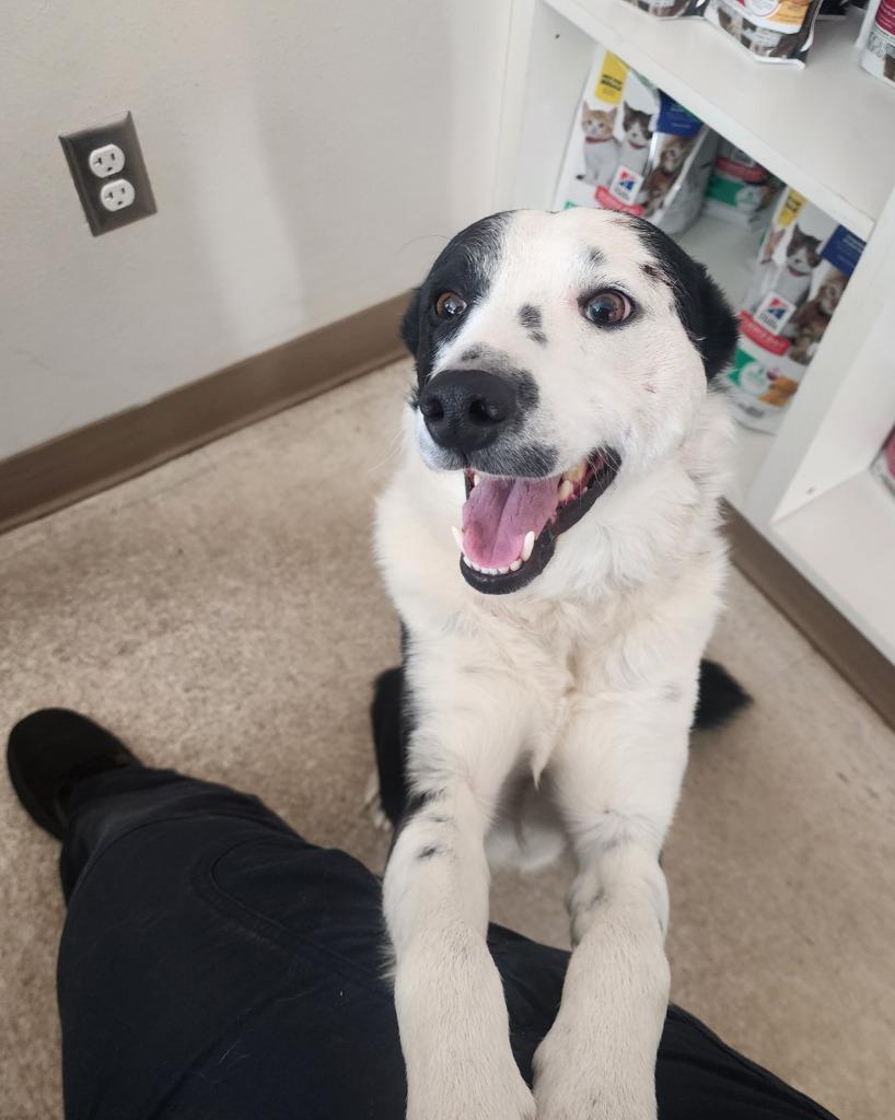Enlarge Rex, a Adoptable Border Collie in Green River, WY image 5/6