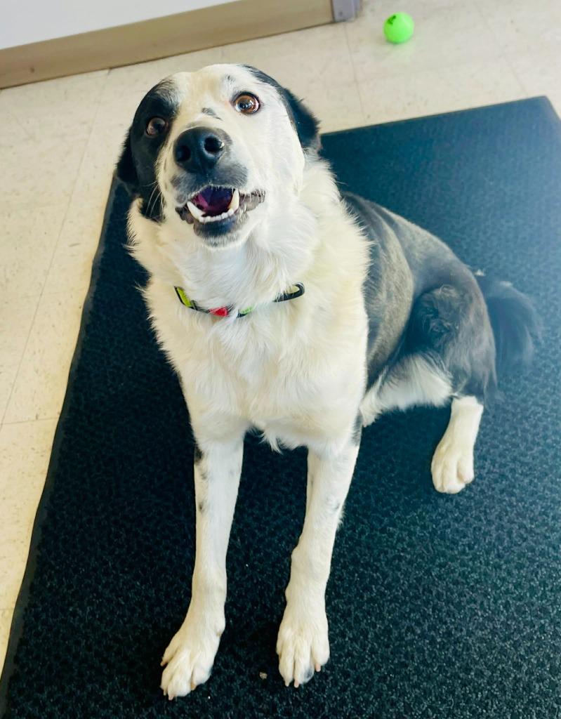 Enlarge Rex, a Adoptable Border Collie in Green River, WY image 6/6