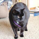 Sheba, Adoptable, Senior Female Domestic Long Hair.
