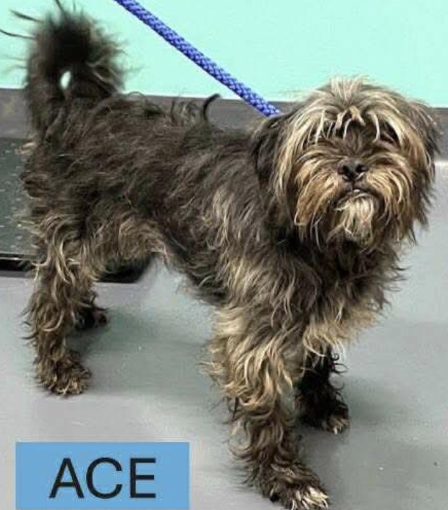 Meet Ace a 4 year old 14 pound wonderful Shih Tzu mix He is a bit nervous but friendly with