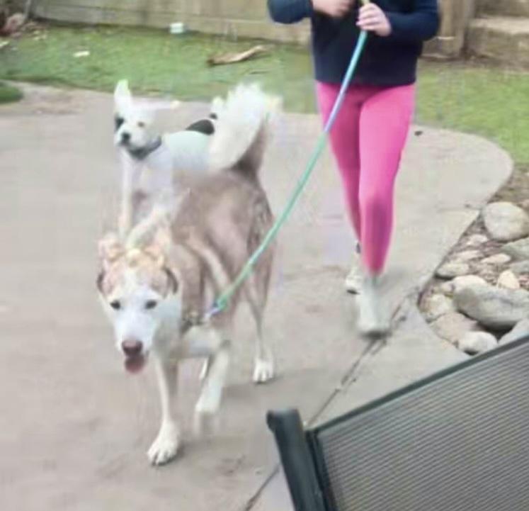 ADOPT ME! MARSHMELLOW - GOOD WITH DOGS AND KIDS