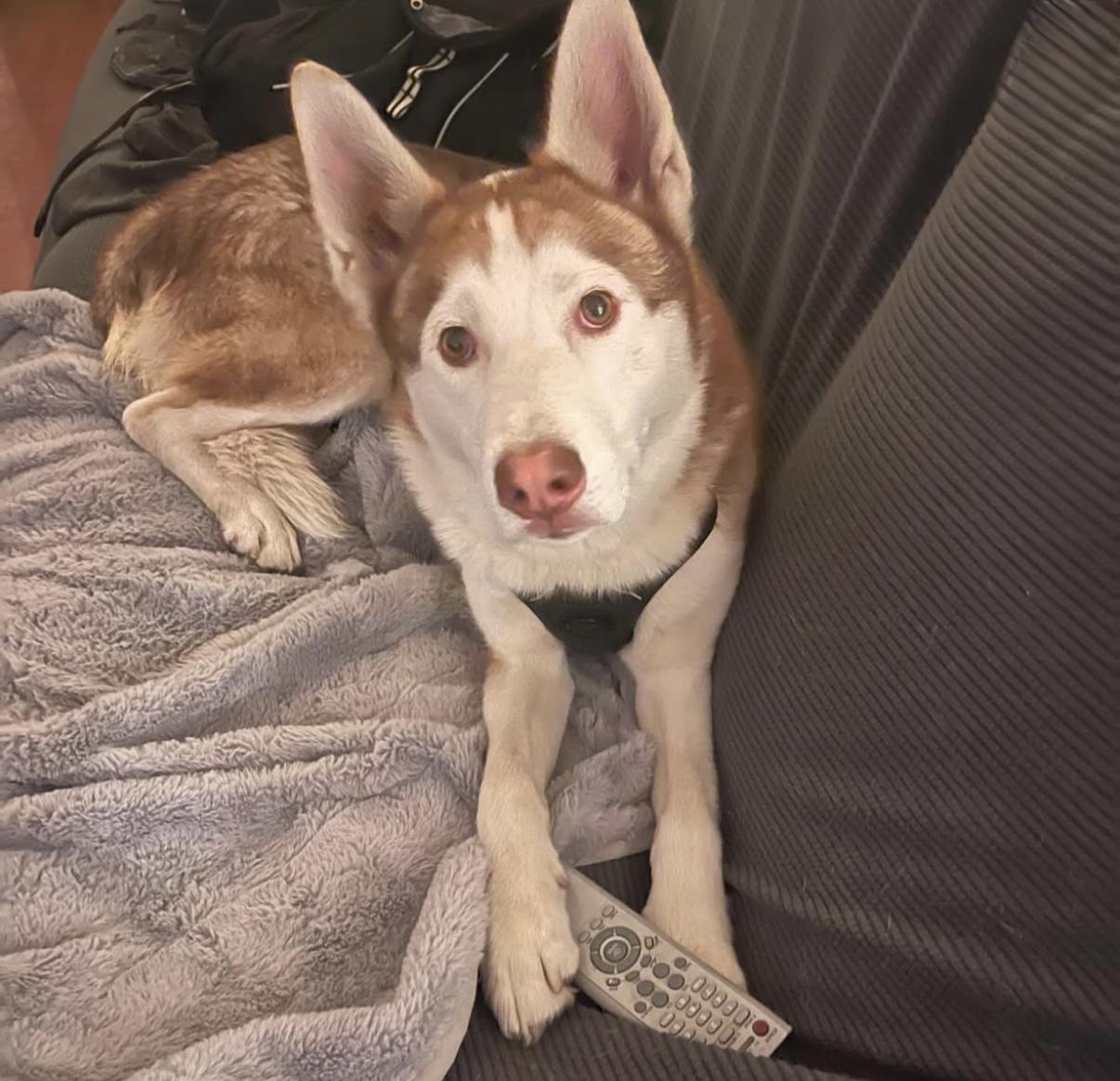 ADOPT ME! MARSHMELLOW - GOOD WITH DOGS AND KIDS