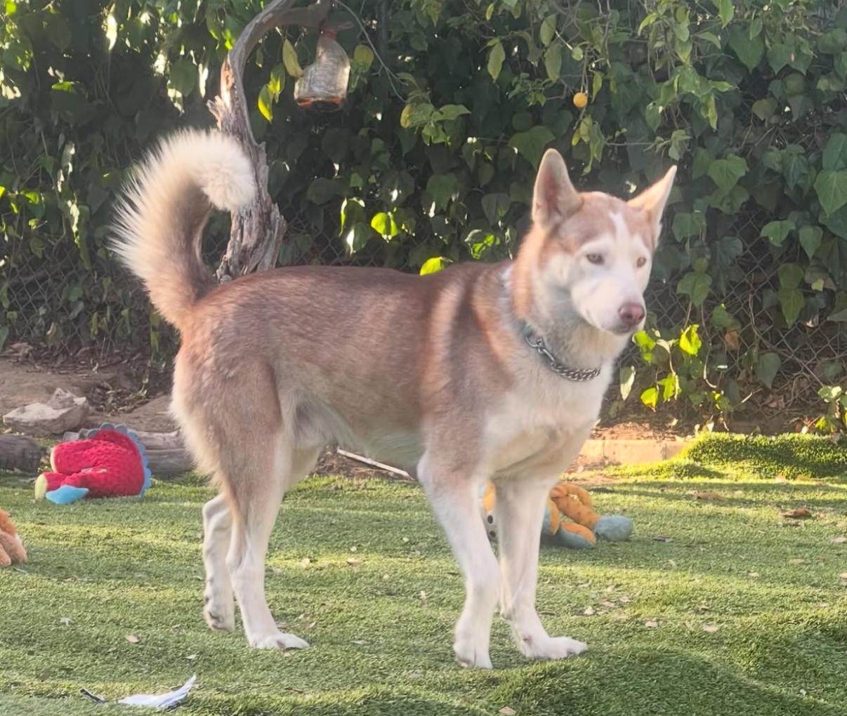 ADOPT ME! MARSHMELLOW - GOOD WITH DOGS AND KIDS