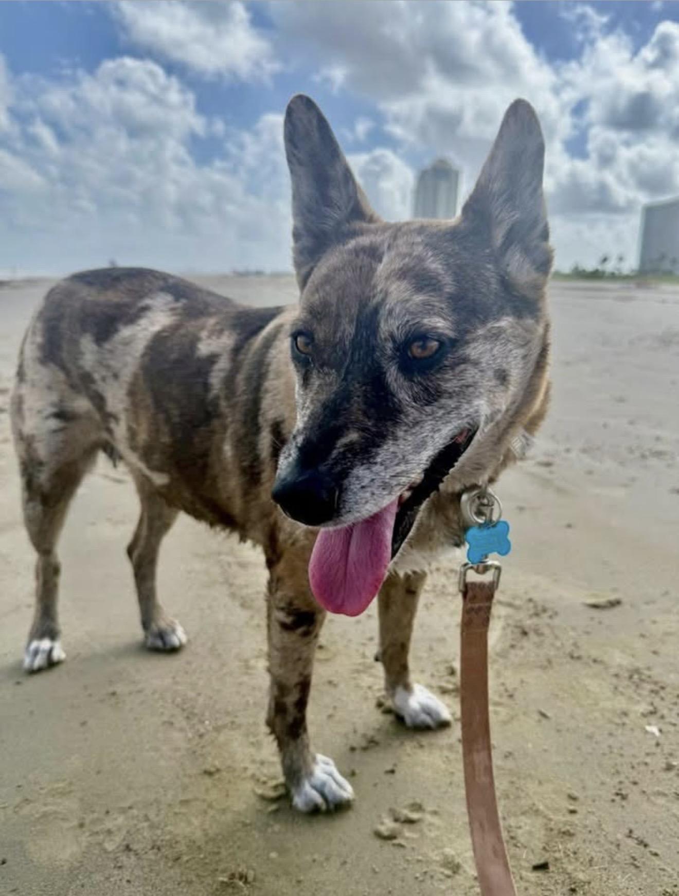 Monet, a Adoptable mixed breed in Hagerstown, MD image 3/4