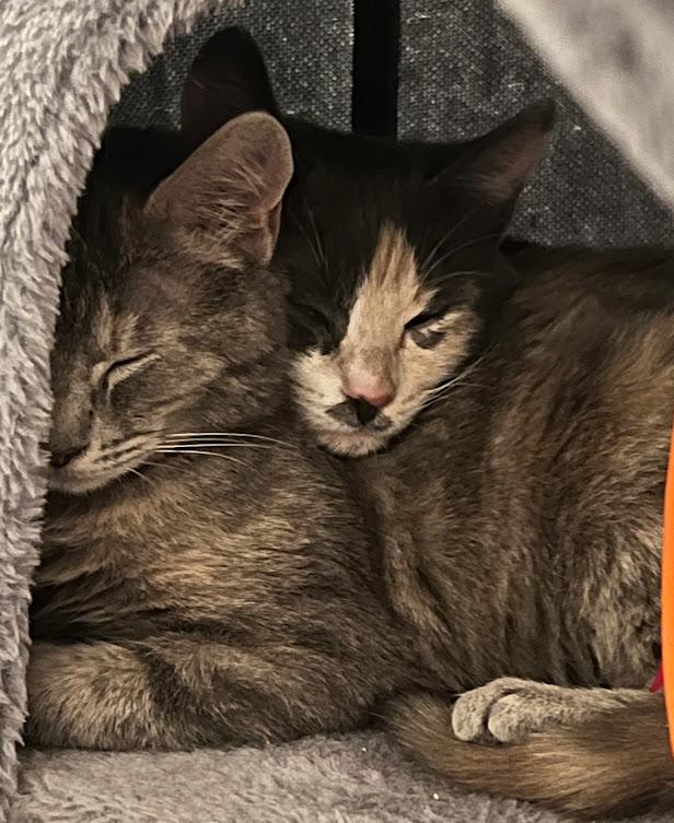 Canary and Sparrow ***Bonded Sisters***