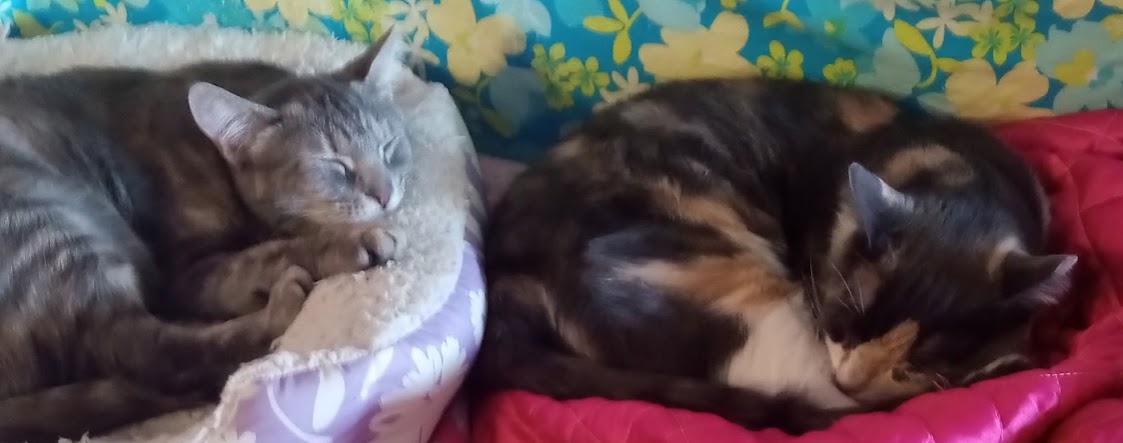 Canary and Sparrow ***Bonded Sisters***