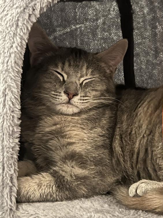 Canary and Sparrow ***Bonded Sisters***