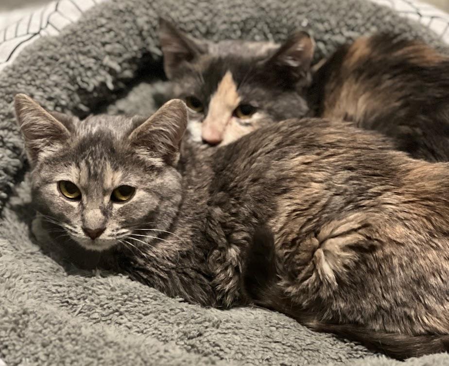 Canary and Sparrow ***Bonded Sisters***