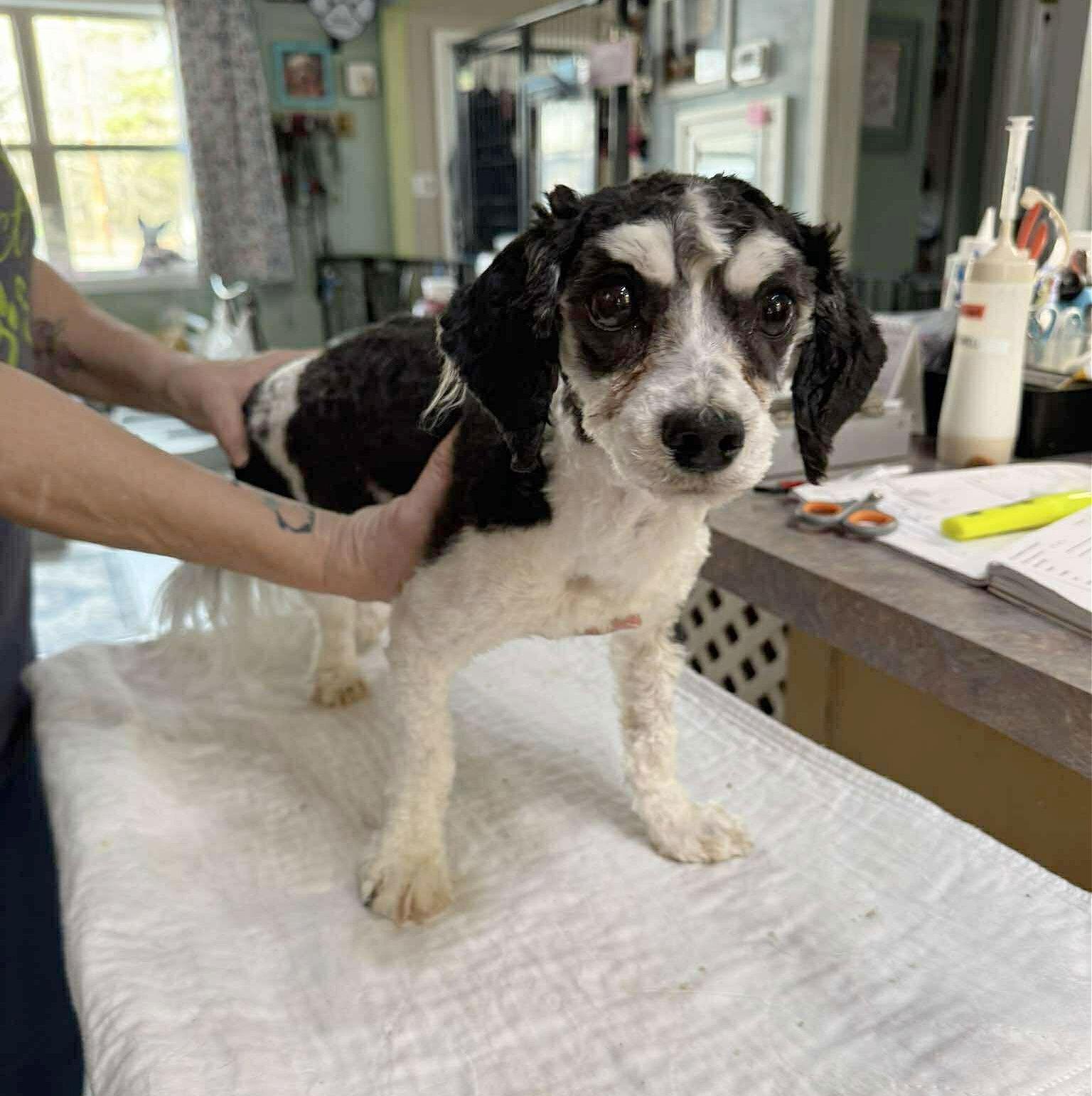 Lincoln (NOT YET AVAILABLE), Adoptable, Young Male Havanese.