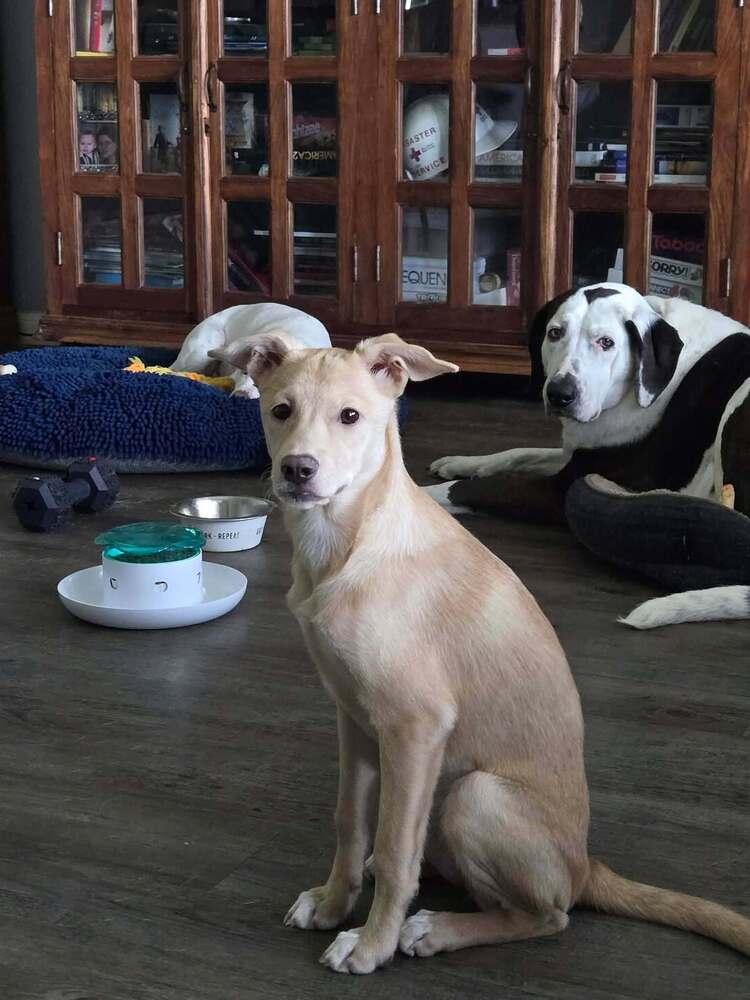 Jolene, Adoptable, Puppy Female Labrador Retriever & Terrier.