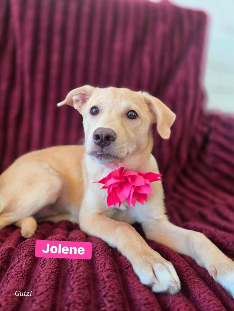 Jolene, a Adoptable mixed breed in Saugus, MA image 2/4