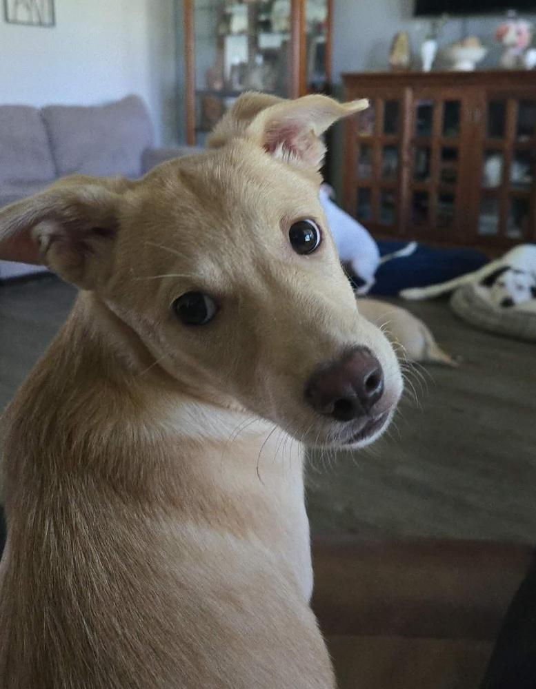 Jolene, a Adoptable mixed breed in Saugus, MA image 3/4