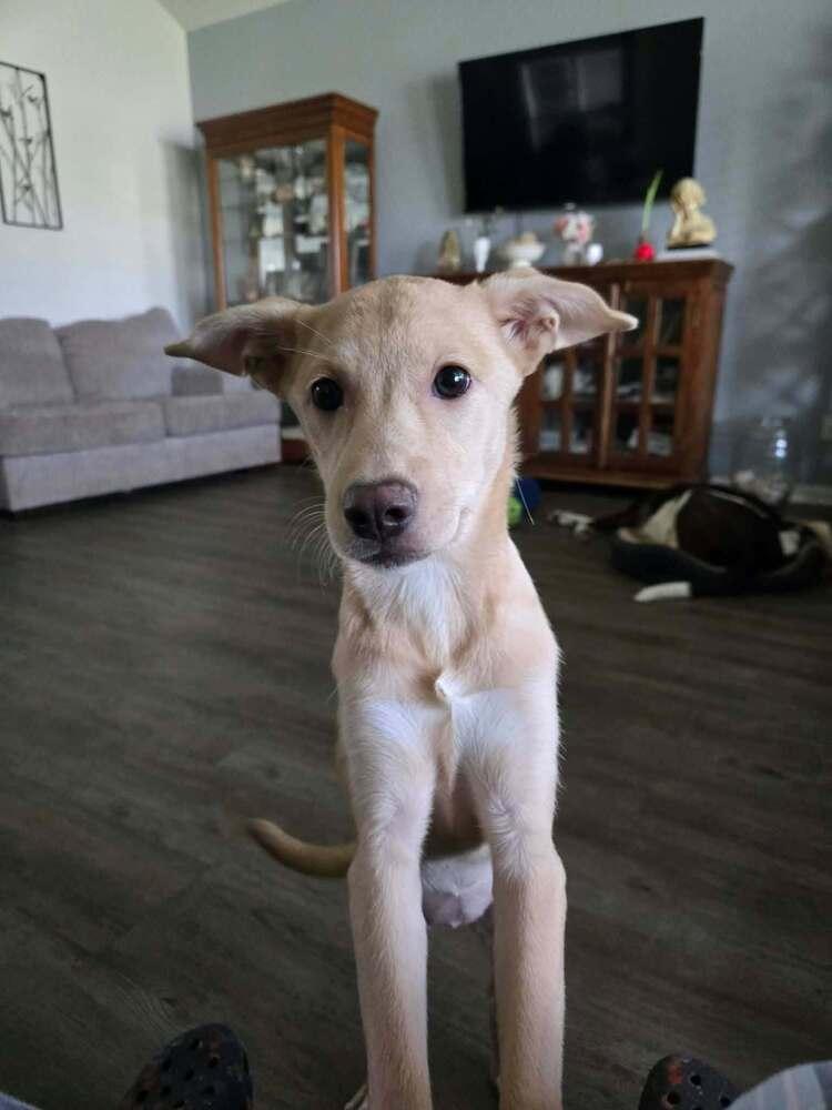 Jolene, a Adoptable mixed breed in Saugus, MA image 4/4