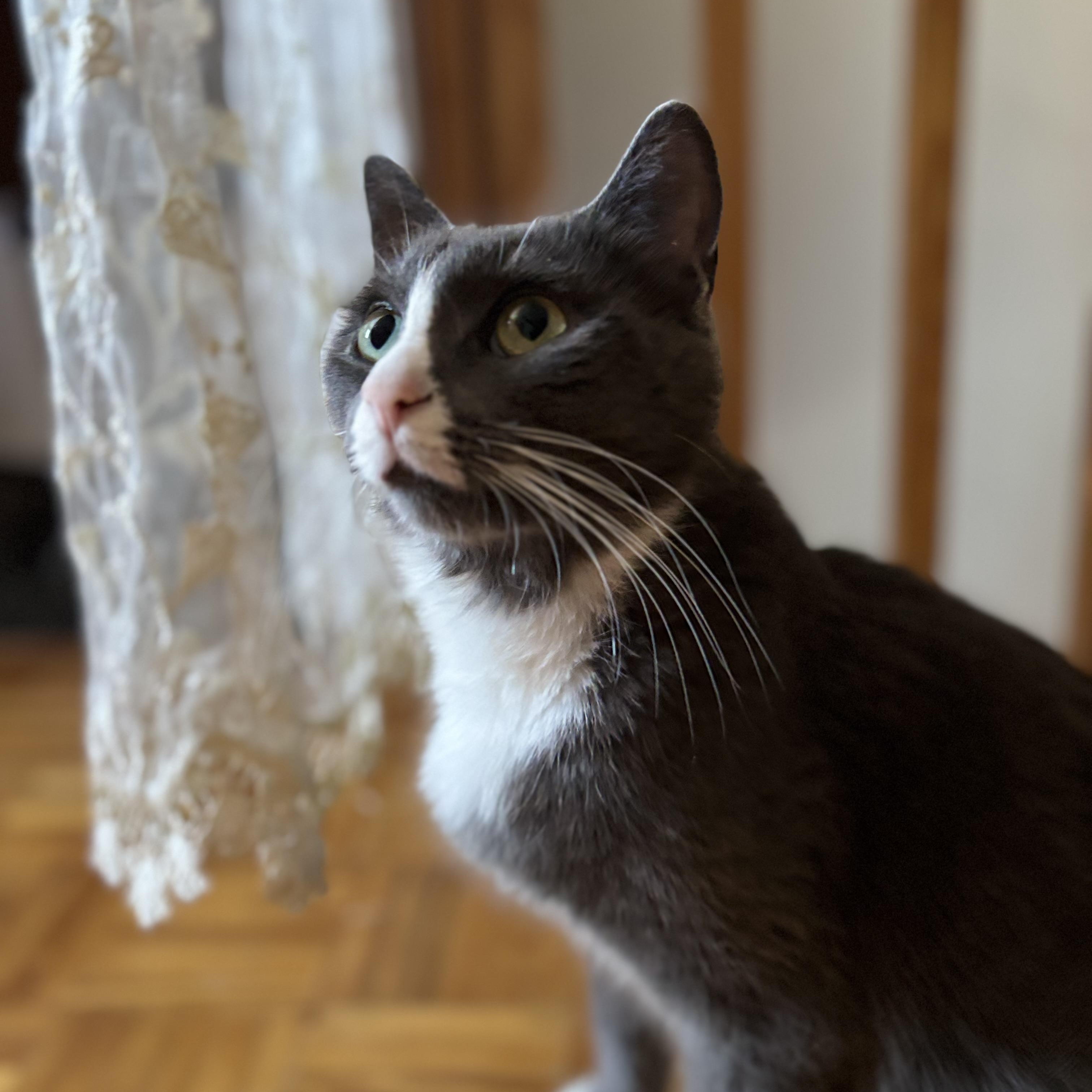Enlarge Minako, a Adoptable Domestic Short Hair in Montreal, QC image 4/6