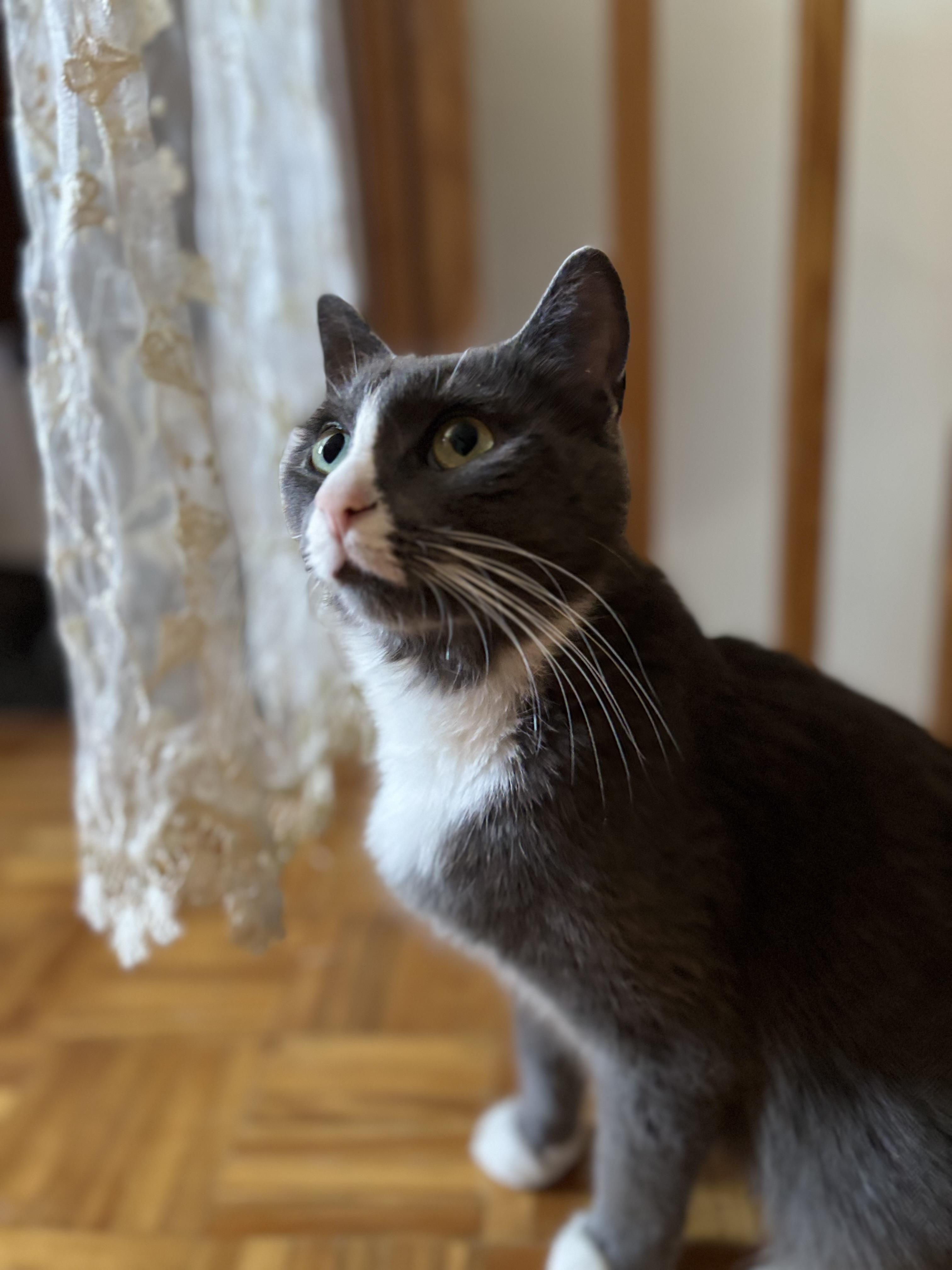 Minako, a Adoptable Domestic Short Hair in Montreal, QC image 3/6