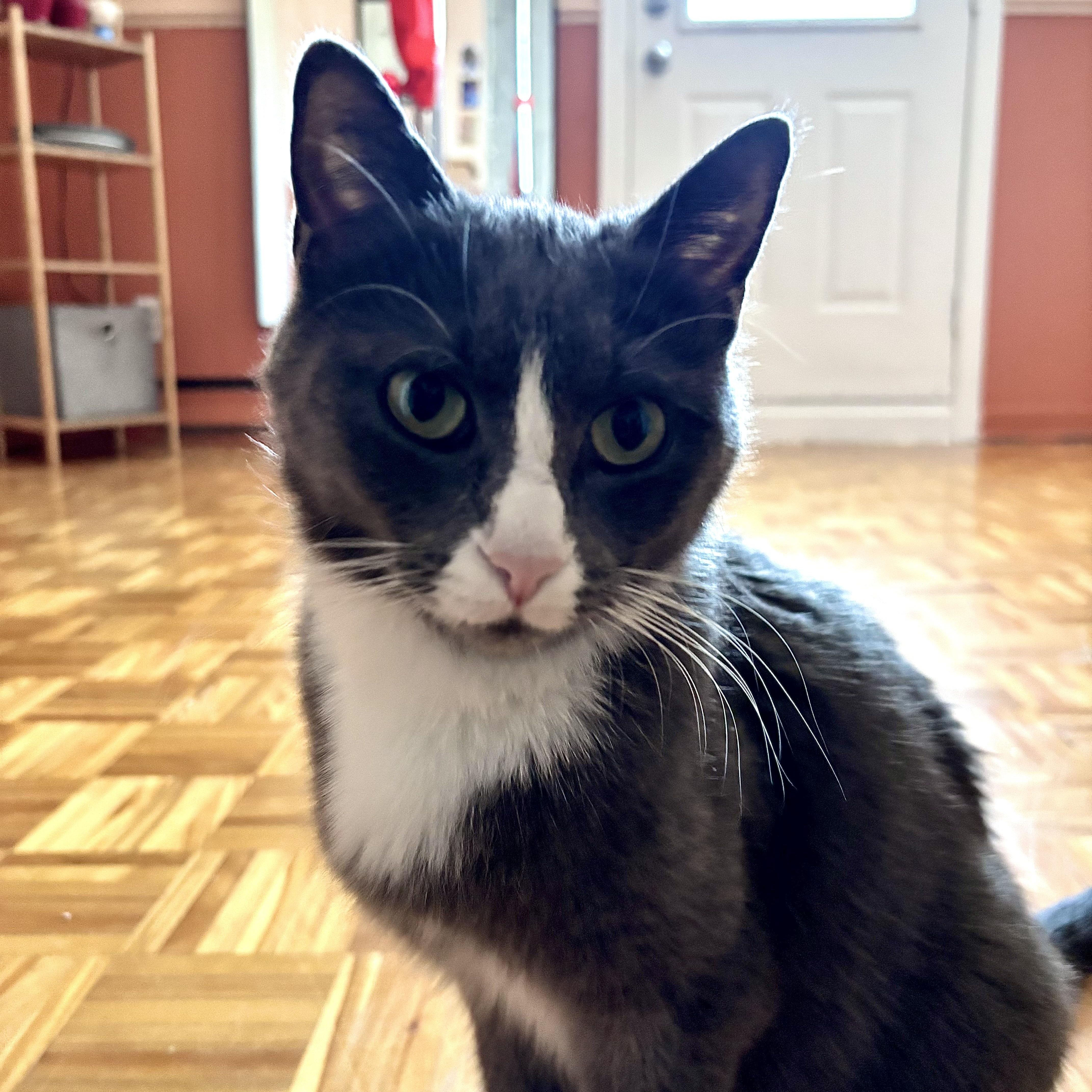 Enlarge Minako, a Adoptable Domestic Short Hair in Montreal, QC image 1/6