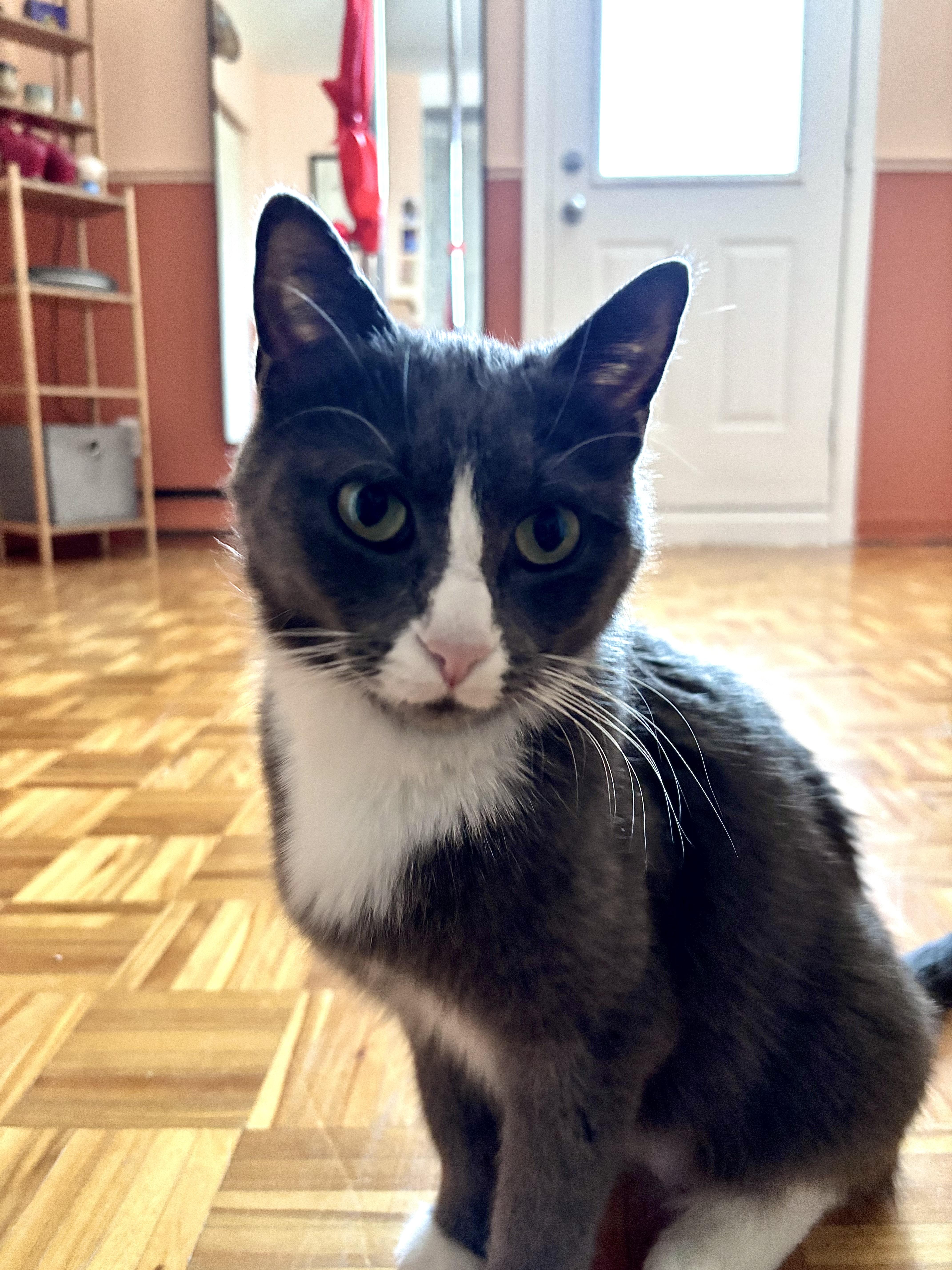 Minako, a Adoptable Domestic Short Hair in Montreal, QC image 4/6