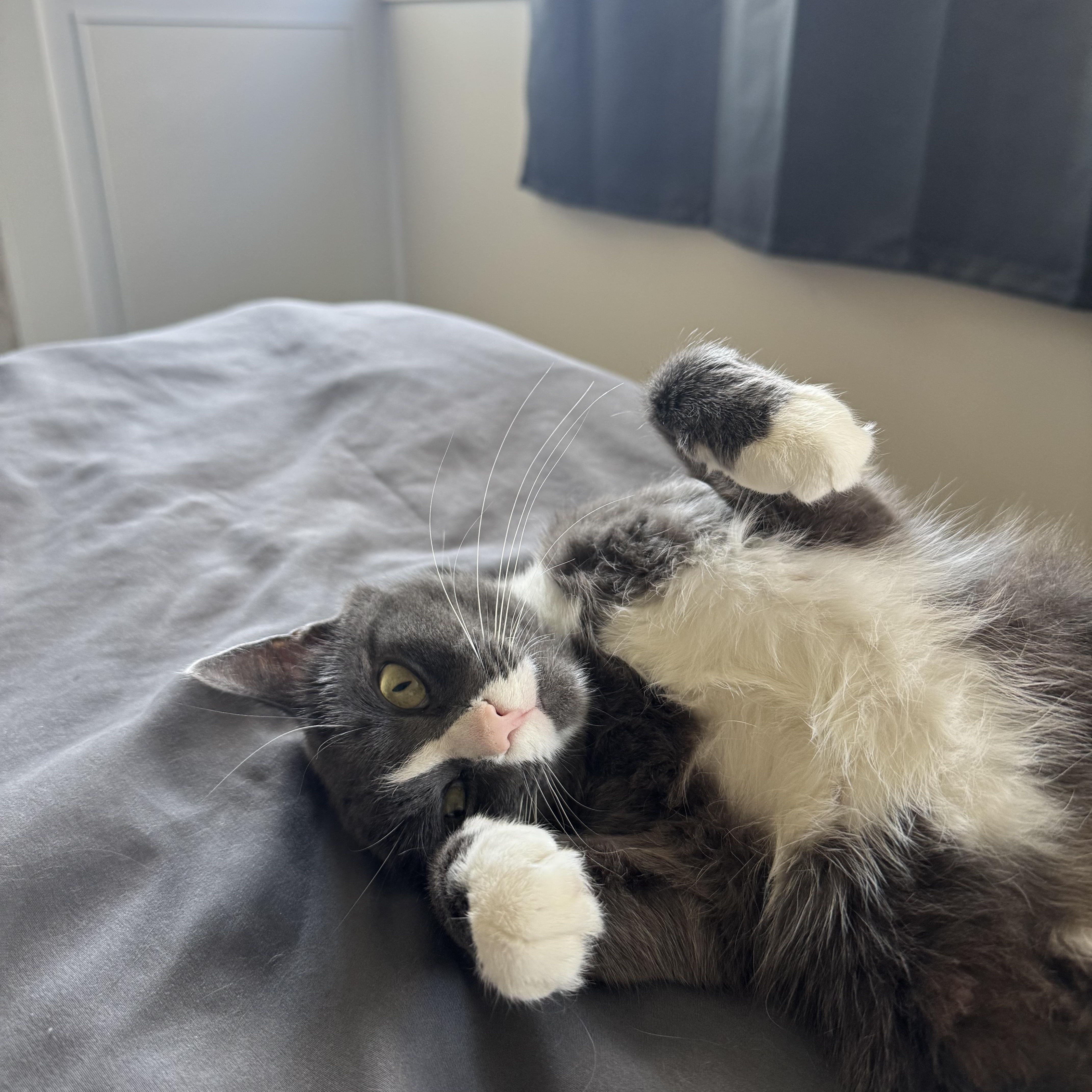 Enlarge Minako, a Adoptable Domestic Short Hair in Montreal, QC image 2/6