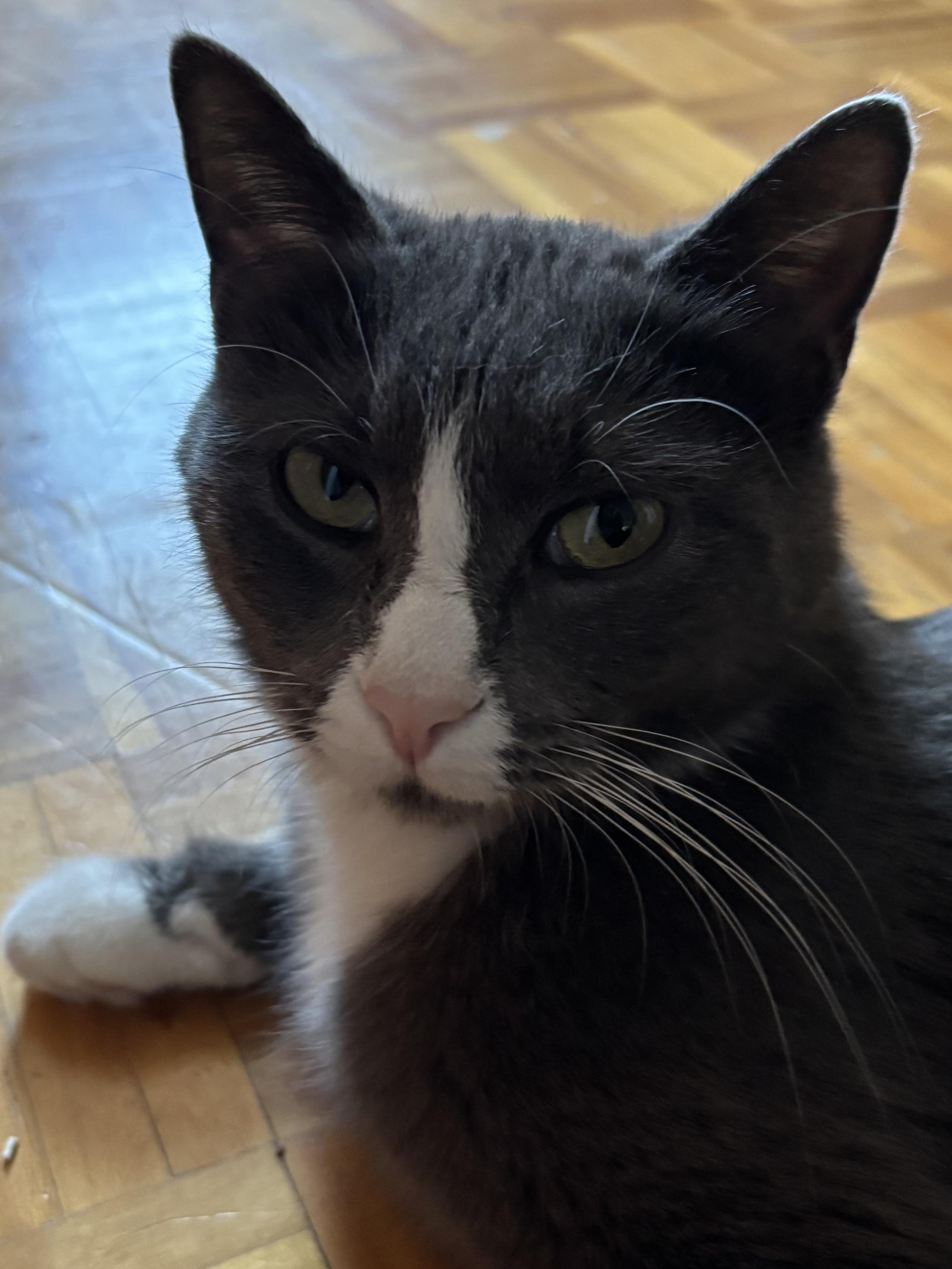 Minako, a Adoptable Domestic Short Hair in Montreal, QC image 2/6