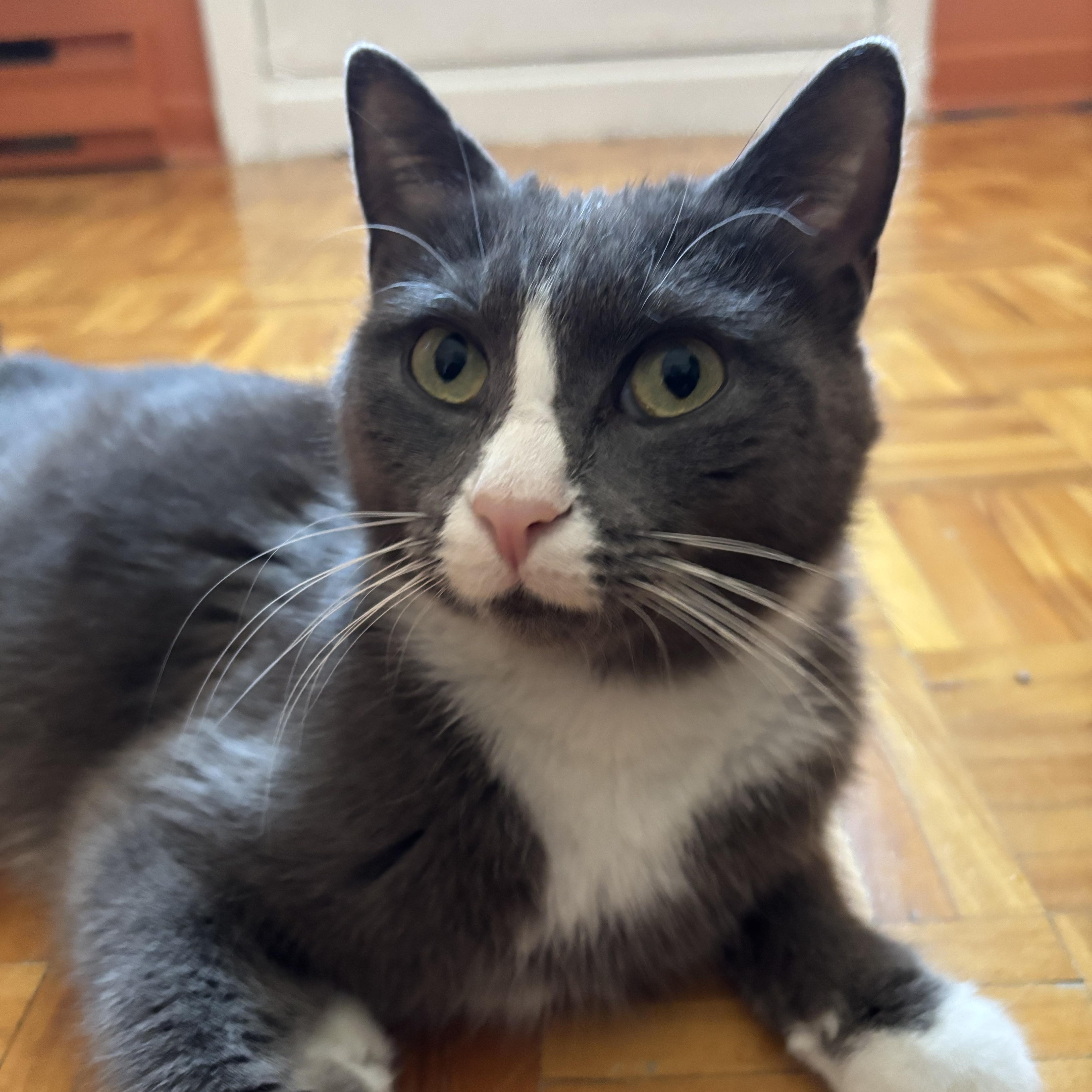 Minako, Adoptable, Adult Female Domestic Short Hair.