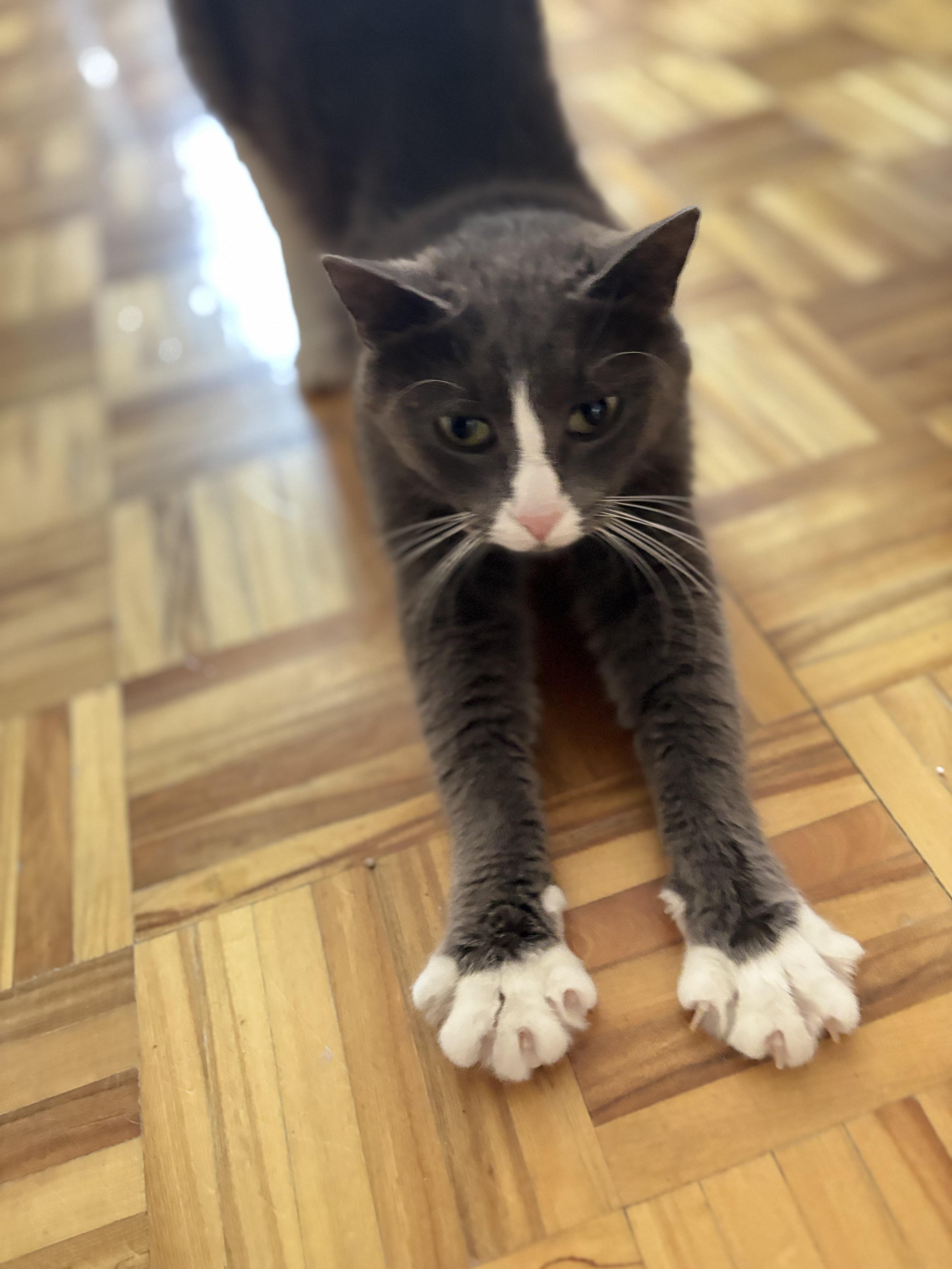 Minako, a Adoptable Domestic Short Hair in Montreal, QC image 5/6