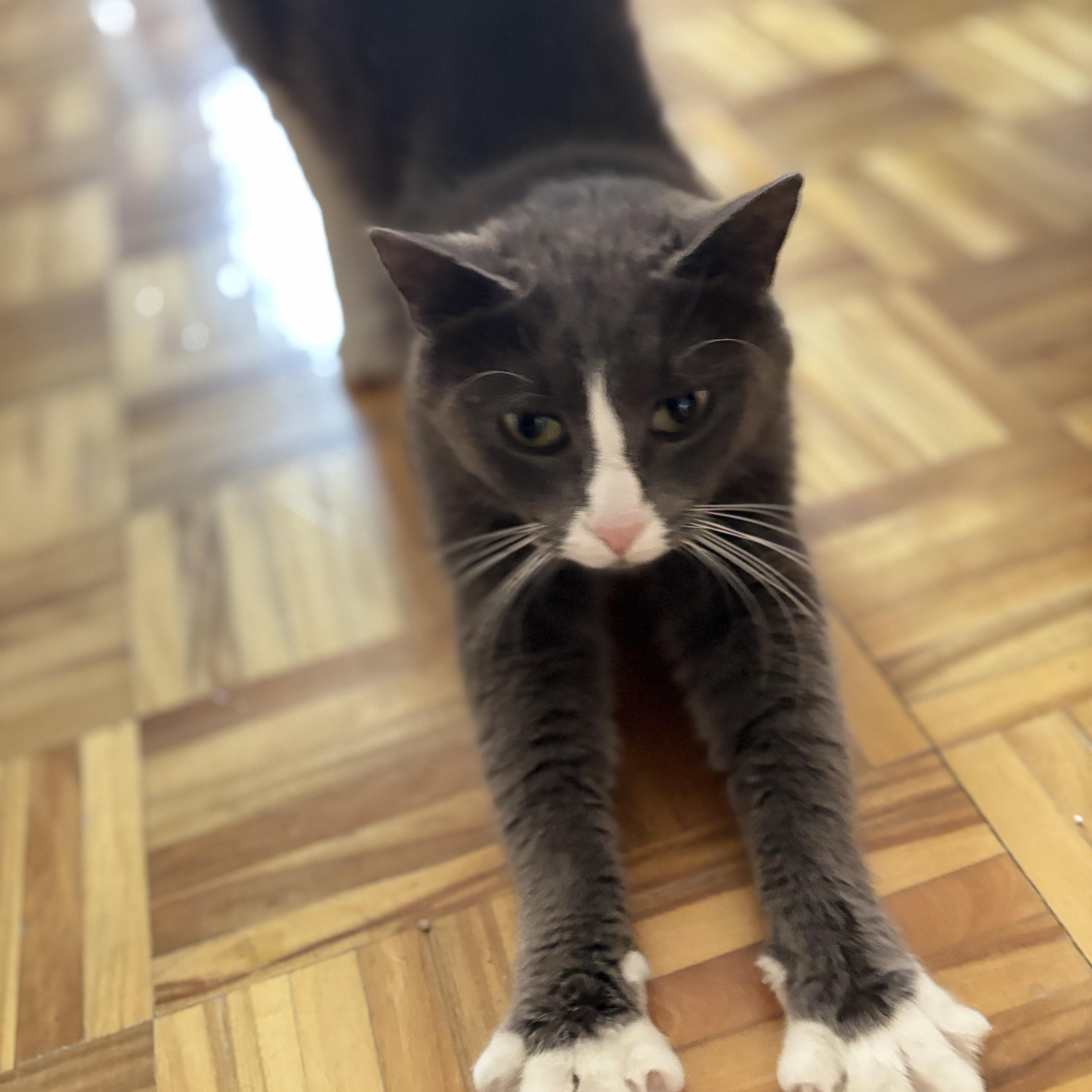 Enlarge Minako, a Adoptable Domestic Short Hair in Montreal, QC image 5/6