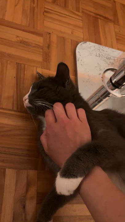 Enlarge Minako, a Adoptable Domestic Short Hair in Montreal, QC video 6/6