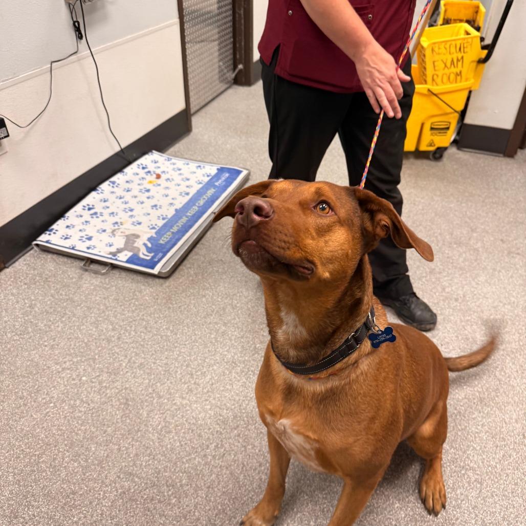 Red, Adoptable, Adult Male Catahoula Leopard Dog & Cattle Dog.