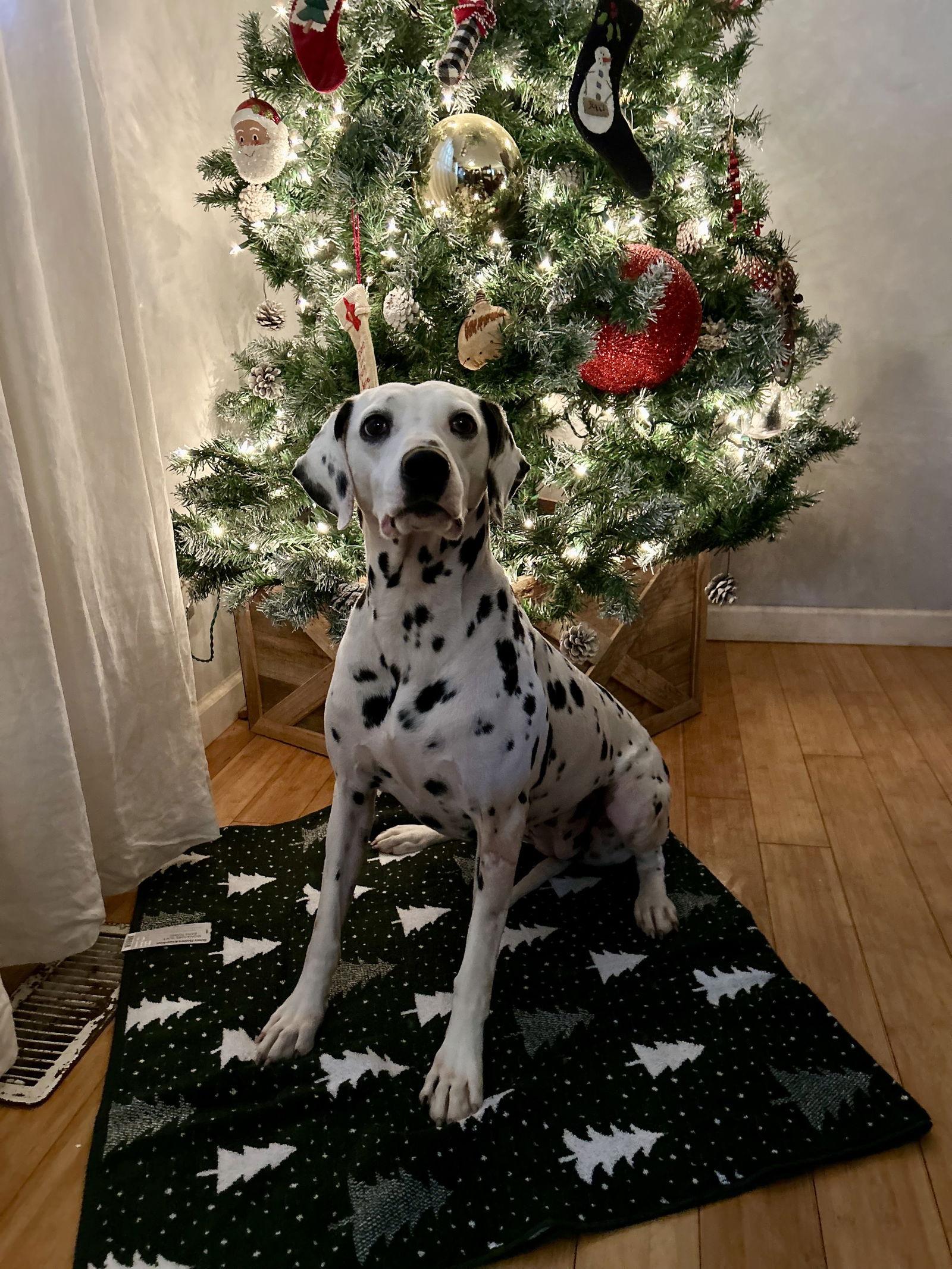 Enlarge Sookie, a Adoptable Dalmatian in New Albany, OH image 1/1
