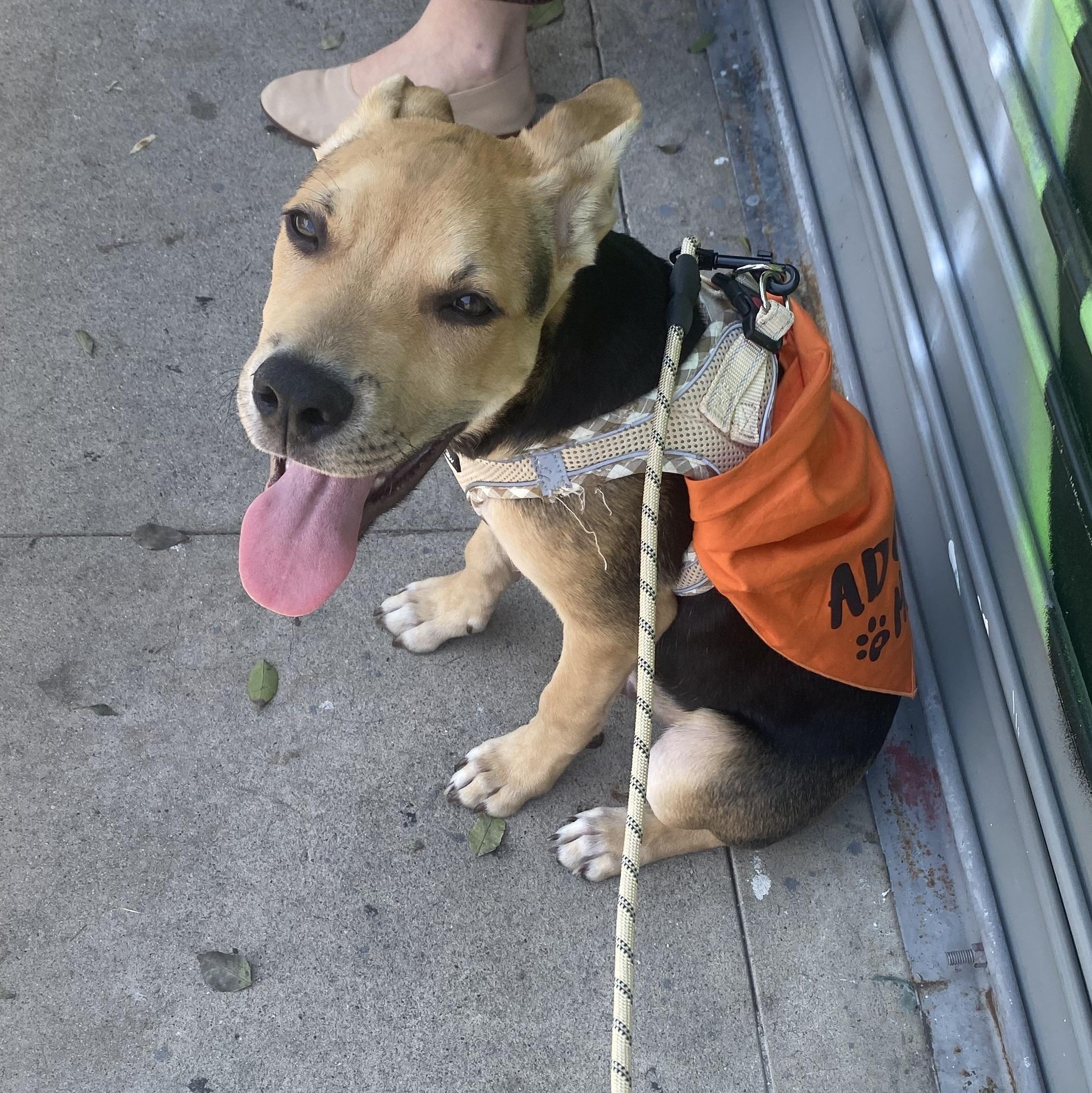 Enlarge Braxton, a Adoptable mixed breed in Lakeside, CA image 2/5