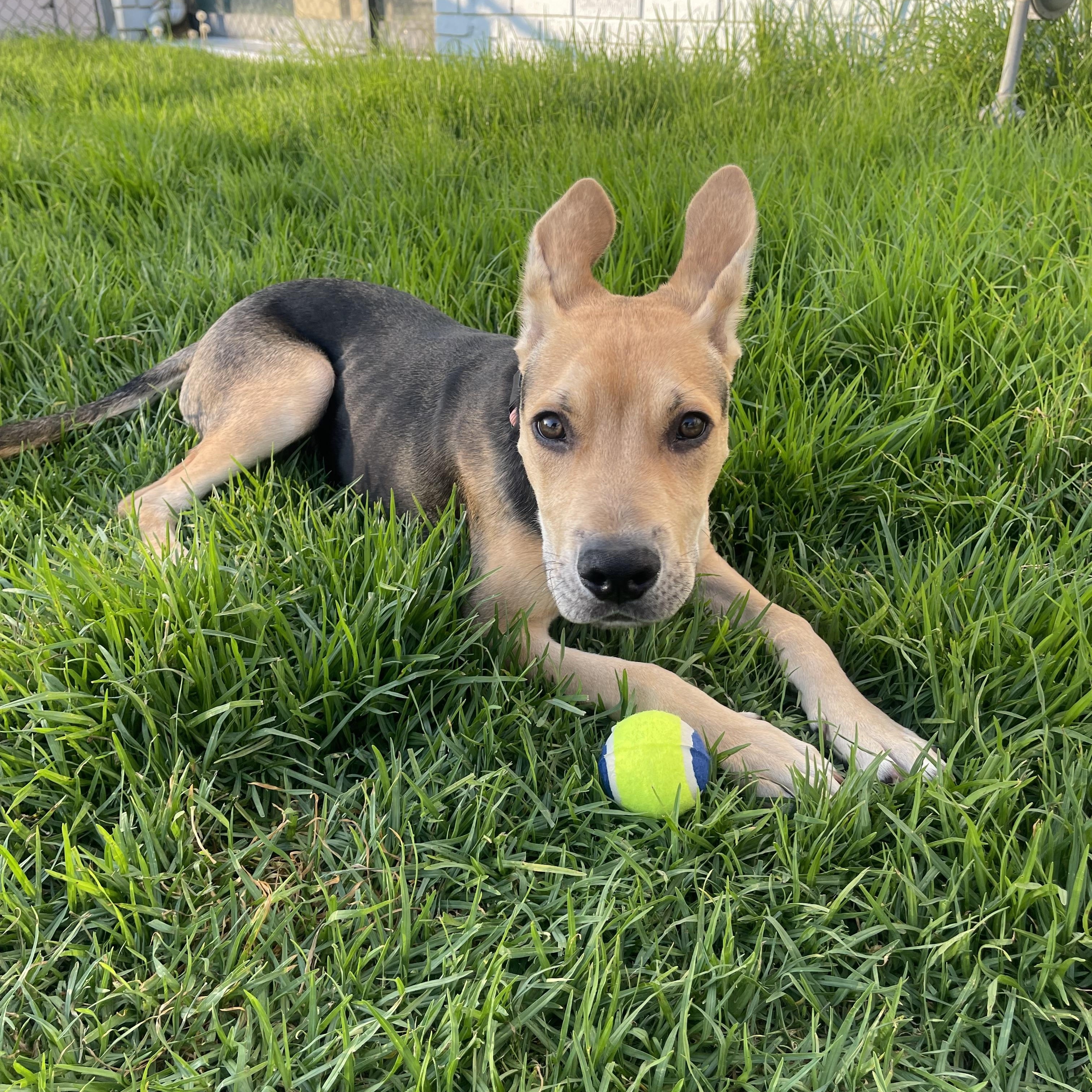 Enlarge Braxton, a Adoptable mixed breed in Lakeside, CA image 3/5